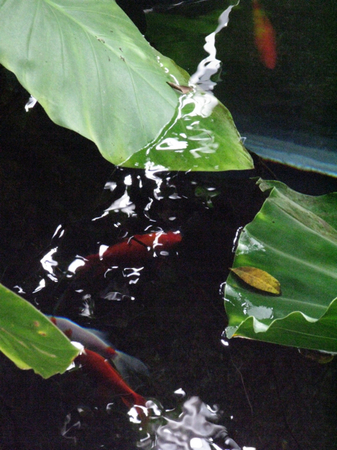"Amphibious Flora"
 : As the Water Shimmers : Deborah Land - Fine Art Photography