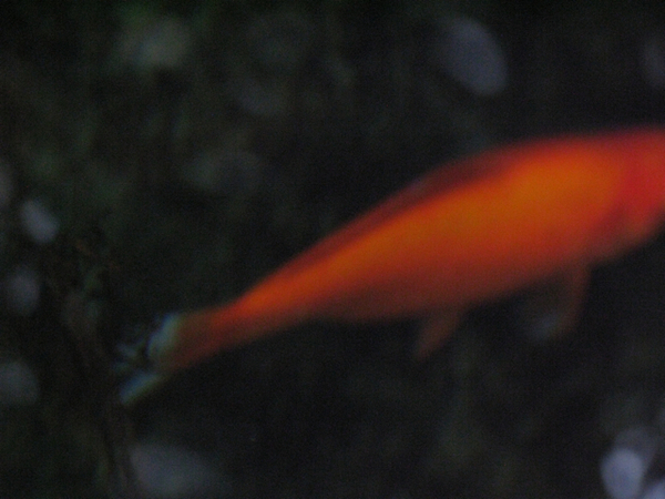 "Orange Bullet"
 : As the Water Shimmers : Deborah Land - Fine Art Photography