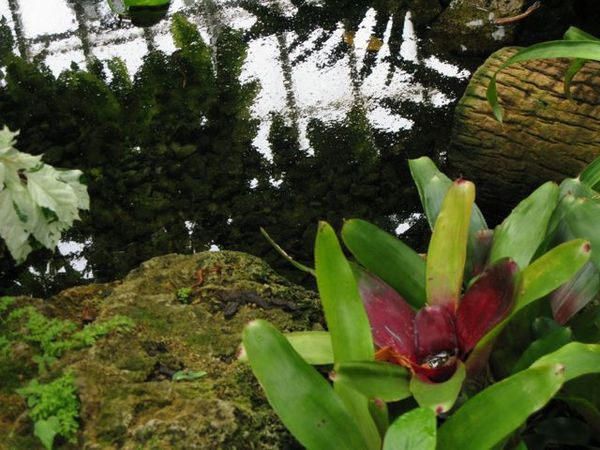 "Succulents"
 : Secret Gardens : Deborah Land - Fine Art Photography
