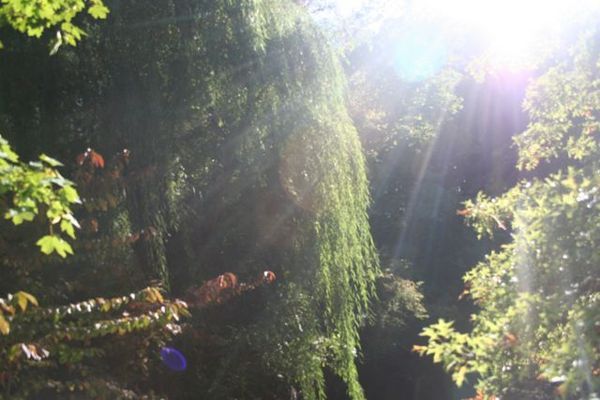 "Drooping Willow"
 : Secret Gardens : Deborah Land - Fine Art Photography