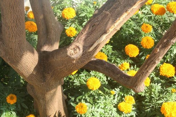"Marvelous Marigolds"
 : Secret Gardens : Deborah Land - Fine Art Photography
