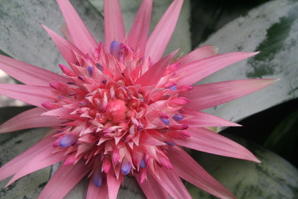 "Birth"
 : Fleur : Deborah Land - Fine Art Photography