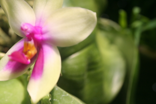 "Hidden Treasure"
 : Fleur : Deborah Land - Fine Art Photography