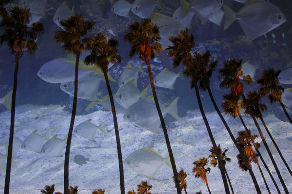 "WINDROWS" : Tropical Stories : Deborah Land - Fine Art Photography