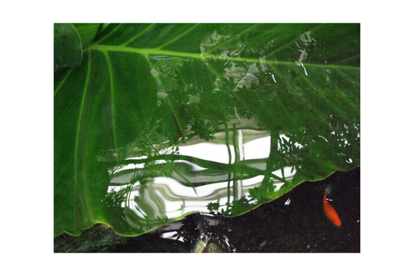 "ESCAPE" : Tropical Stories : Deborah Land - Fine Art Photography