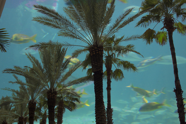 "UNDERWATER DELIGHT" : Tropical Stories : Deborah Land - Fine Art Photography