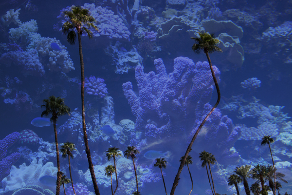"CORAL MAJESTY" : Tropical Stories : Deborah Land - Fine Art Photography