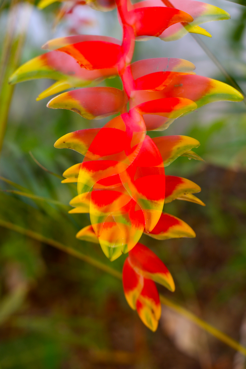 Costa Rica Rouge : Double Exposure : Deborah Land - Fine Art Photography