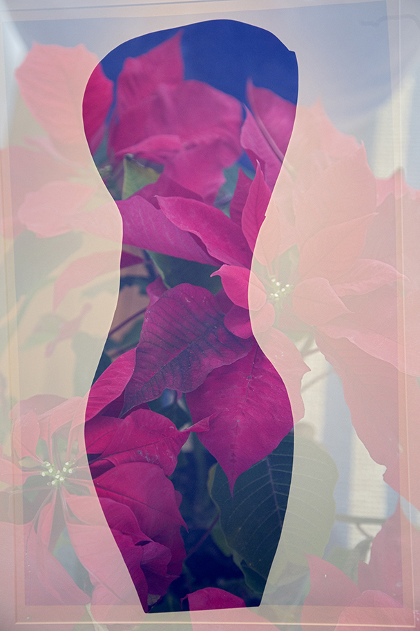 Matisse Pointsettia : Double Exposure : Deborah Land - Fine Art Photography
