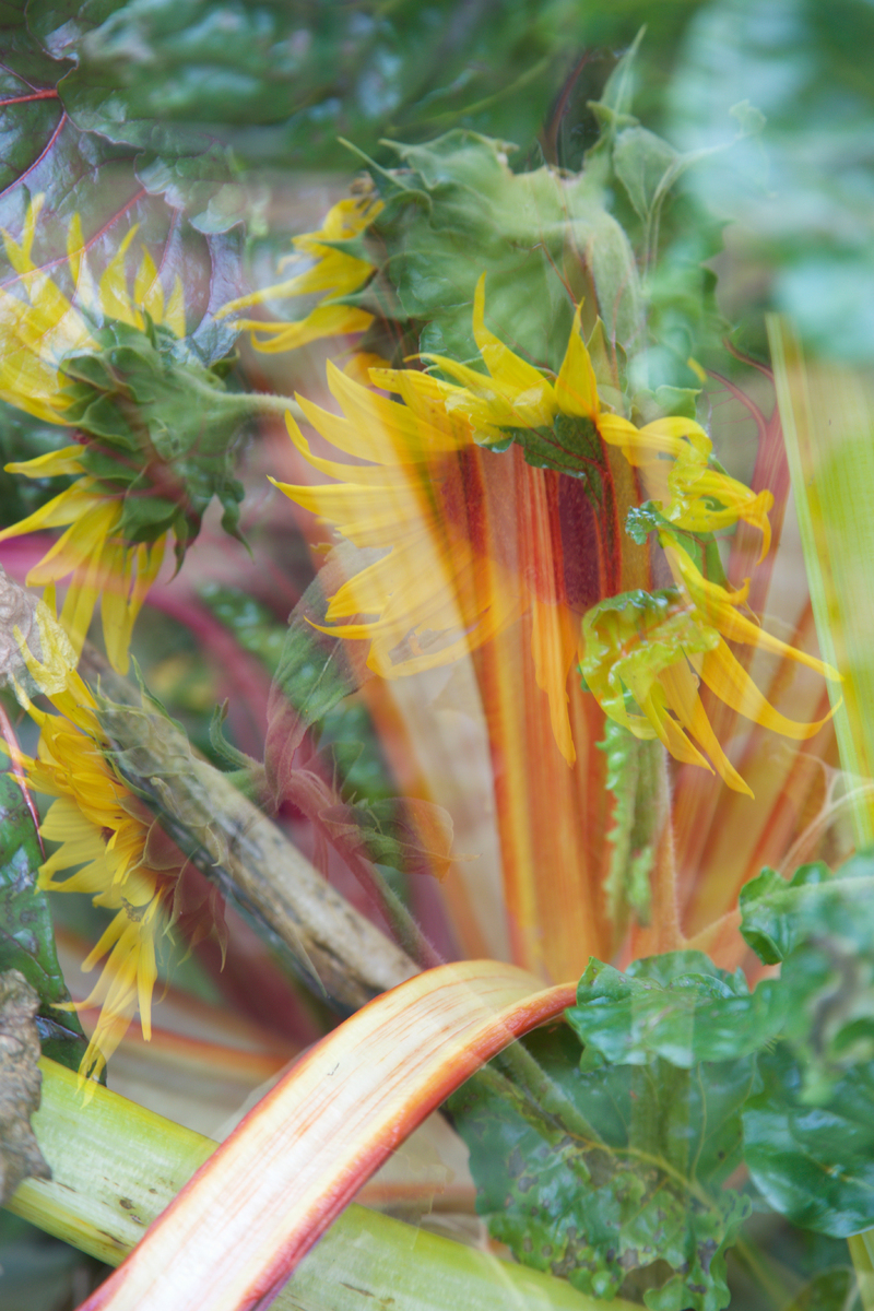 Tart and Sunny : Double Exposure : Deborah Land - Fine Art Photography