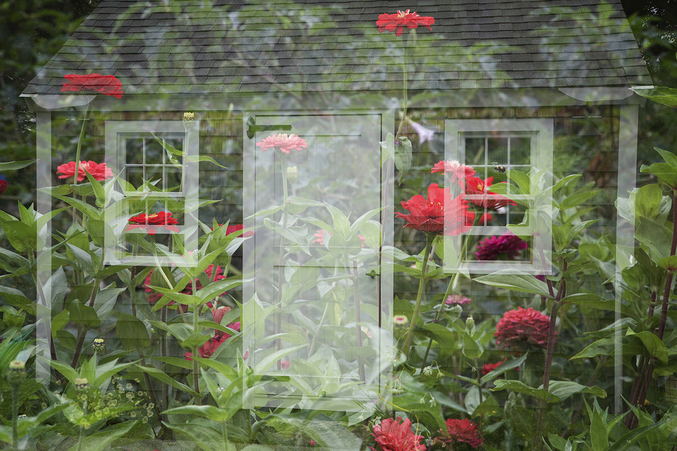 Red Zinnia : Double Exposure : Deborah Land - Fine Art Photography
