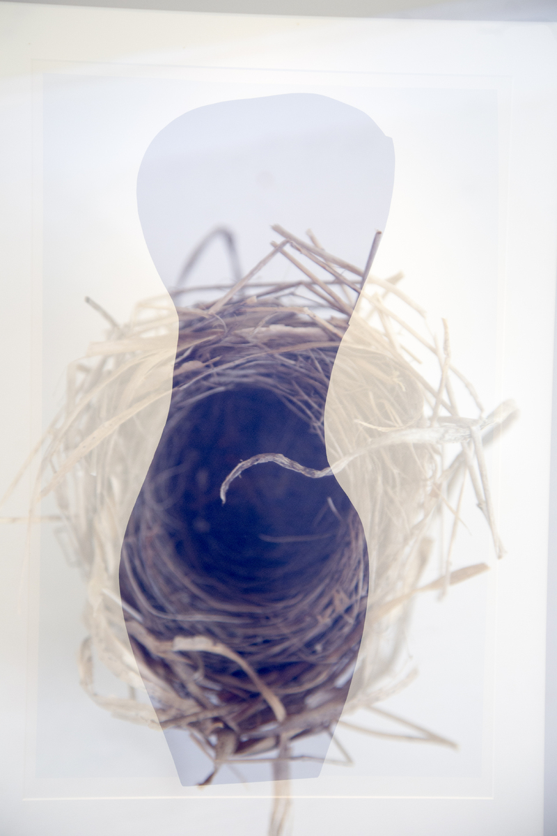 Nest : Double Exposure : Deborah Land - Fine Art Photography