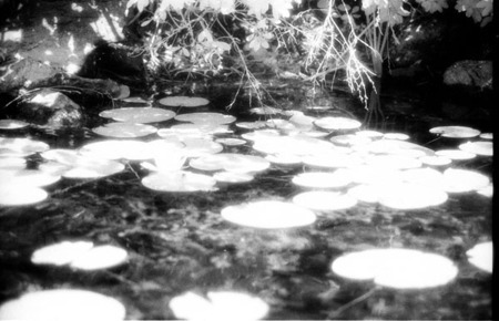 "Lily"
 : Eve in Paradise : Deborah Land - Fine Art Photography