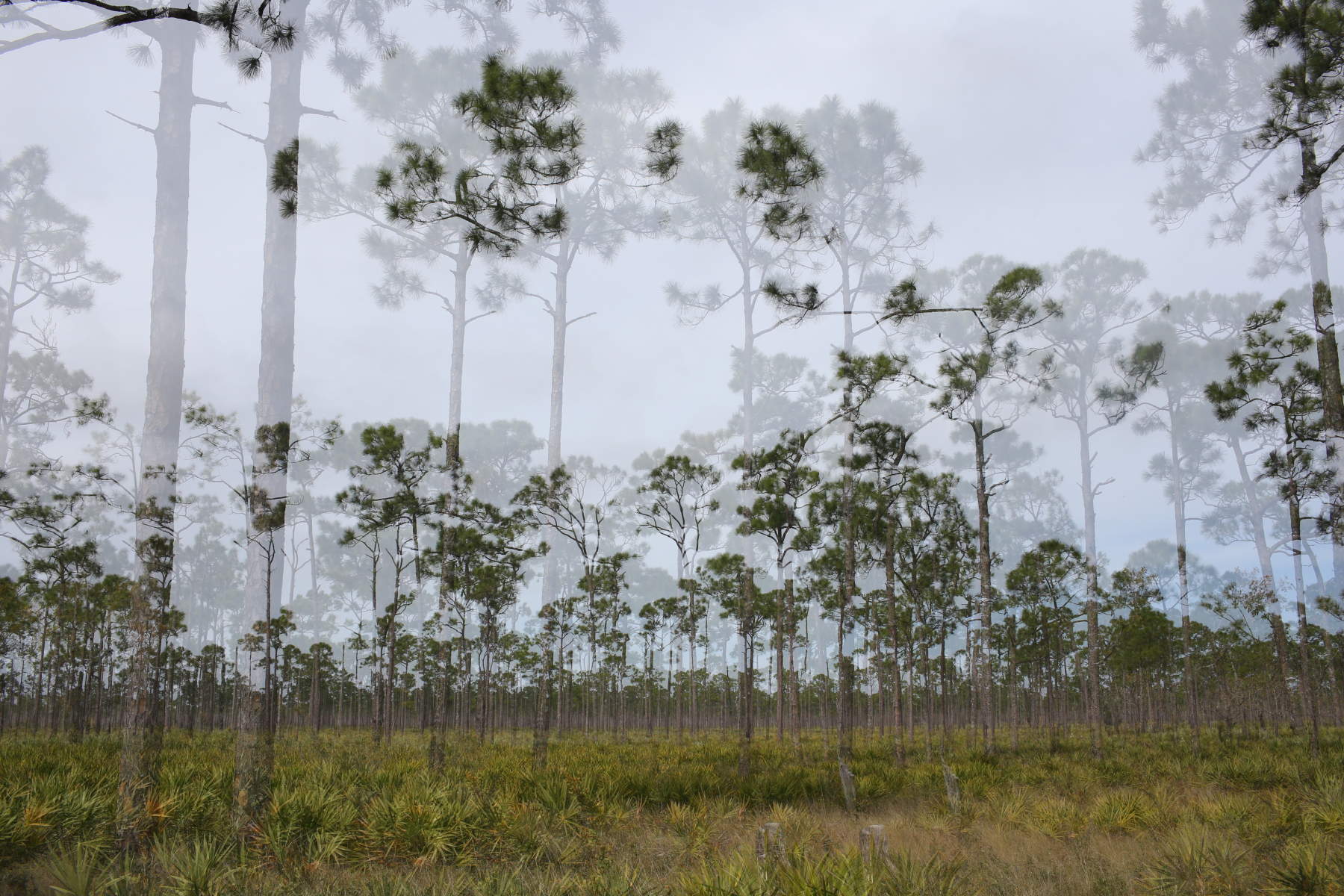  : Astonishing Trees : Deborah Land - Fine Art Photography