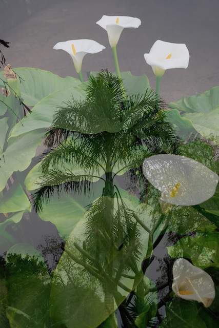  : Double Exposure : Deborah Land - Fine Art Photography