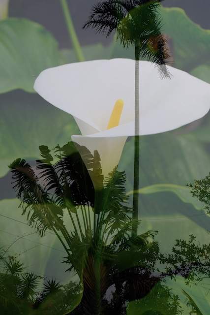  : Double Exposure : Deborah Land - Fine Art Photography