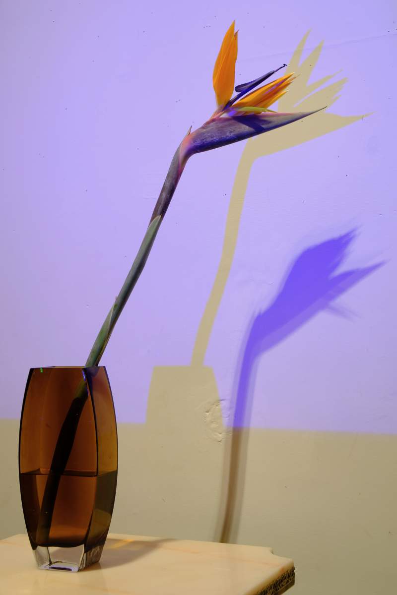 Solitude : Still Life Shadows : Deborah Land - Fine Art Photography