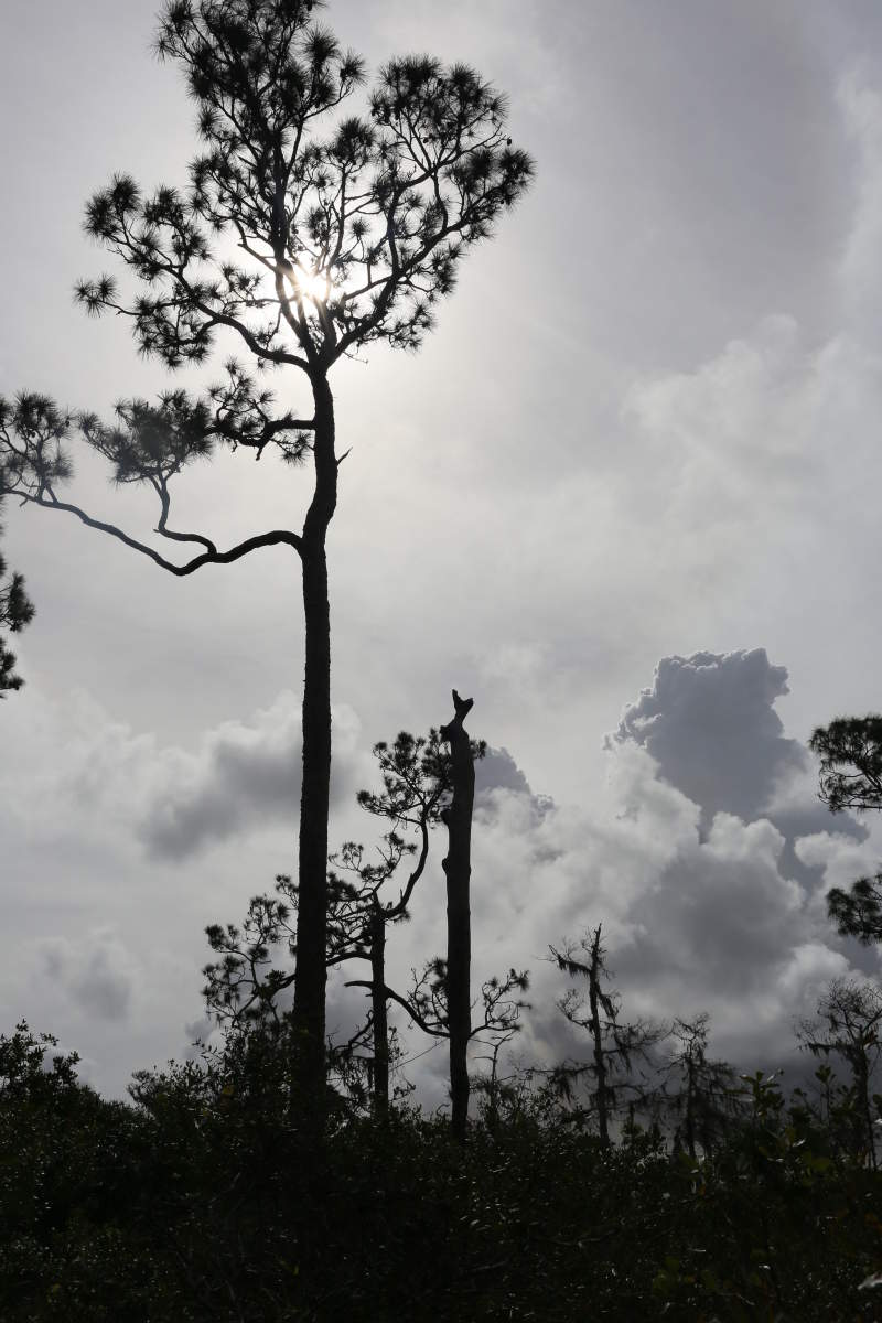  : Astonishing Trees : Deborah Land - Fine Art Photography