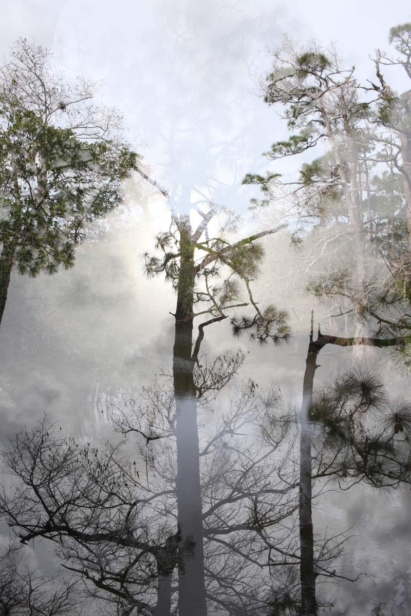  : Astonishing Trees : Deborah Land - Fine Art Photography