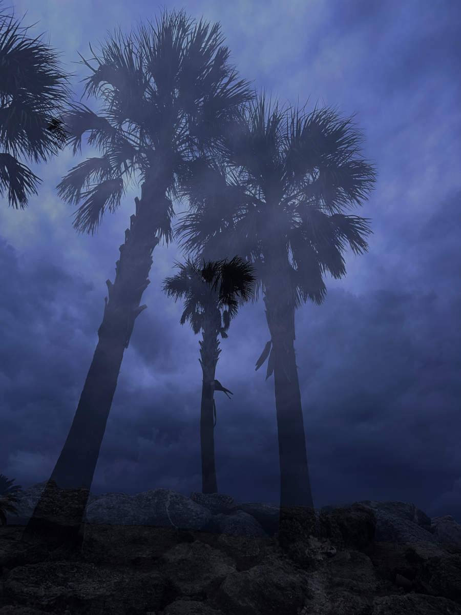  : Tropical Stories : Deborah Land - Fine Art Photography