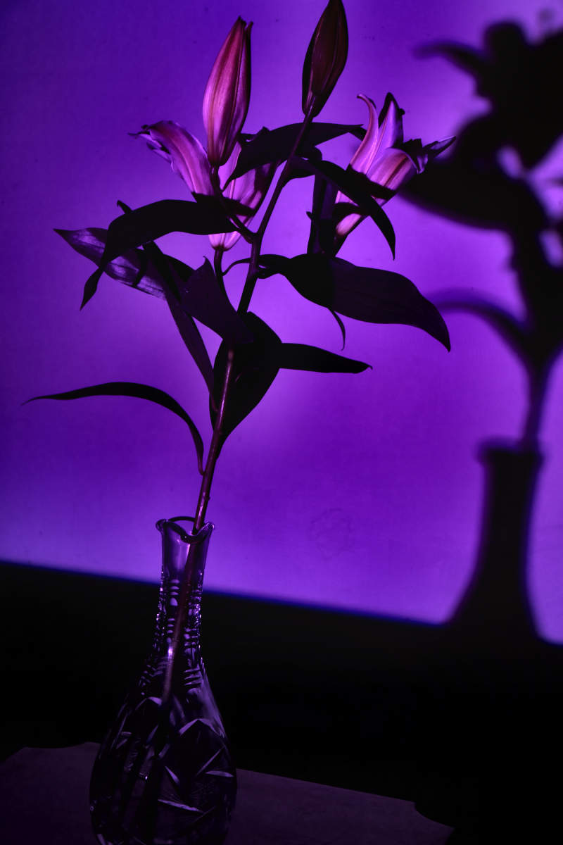 Royalty : Still Life Shadows : Deborah Land - Fine Art Photography
