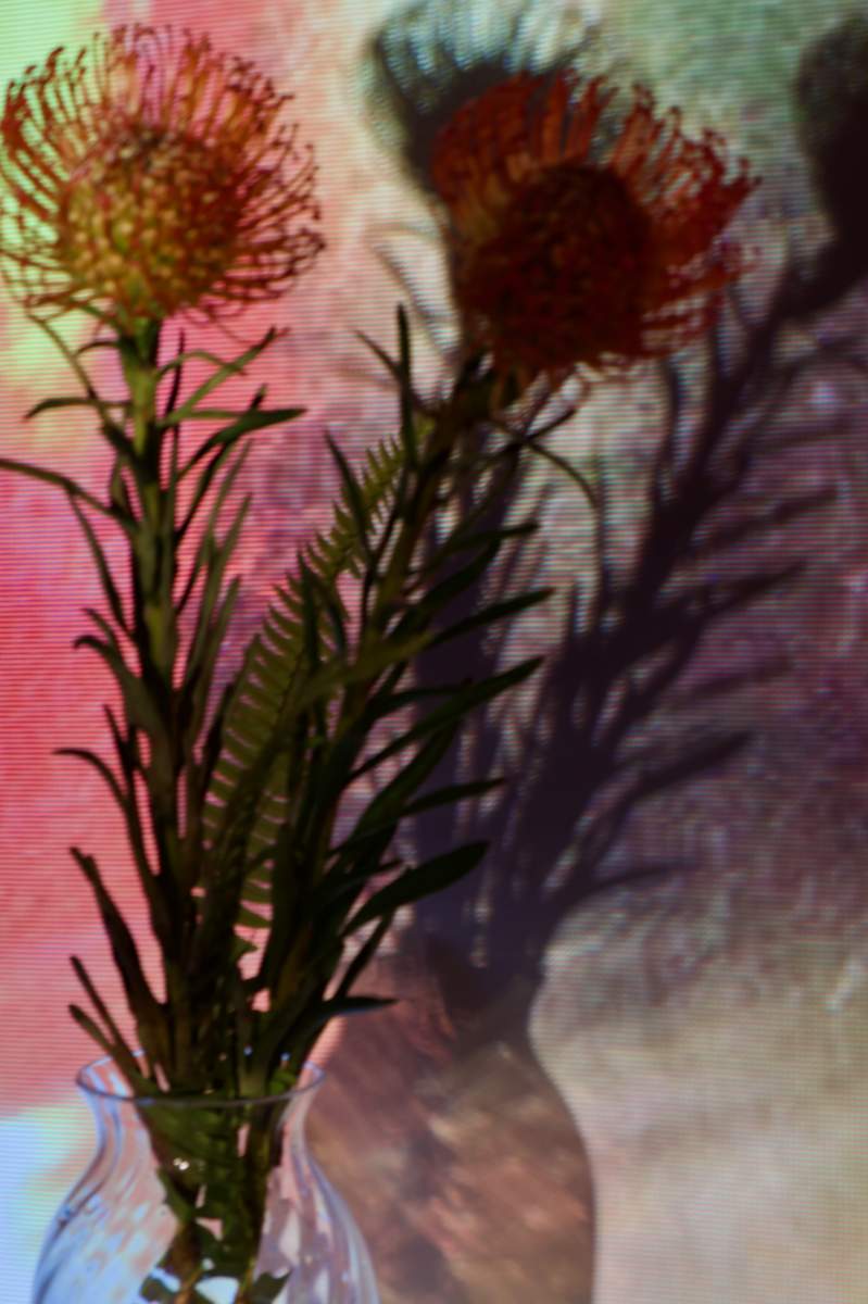 : Still Life Shadows : Deborah Land - Fine Art Photography