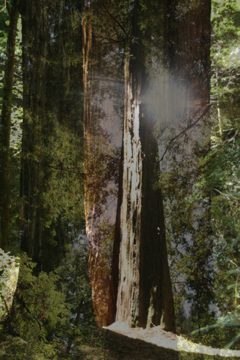 "Wooden Mist"
 : Astonishing Trees : Deborah Land - Fine Art Photography