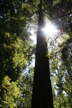 "Rising Pillar" 
 : Astonishing Trees : Deborah Land - Fine Art Photography