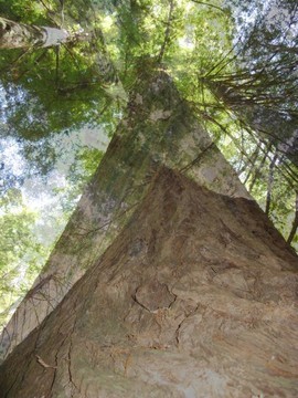 "Jade Roof"
 : Astonishing Trees : Deborah Land - Fine Art Photography
