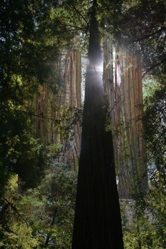 "Eclipse"
 : Astonishing Trees : Deborah Land - Fine Art Photography