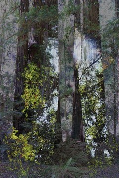 "Hypnotic Forest"
 : Astonishing Trees : Deborah Land - Fine Art Photography