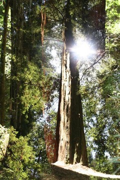 "Blinding" : Astonishing Trees : Deborah Land - Fine Art Photography