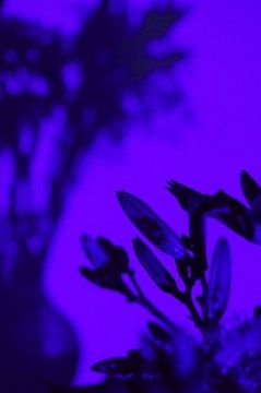 "Blues Vase #4"
