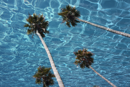 "COOL POOL PALMS"