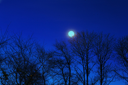 Backyard Moon